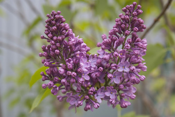 Obraz premium lilac