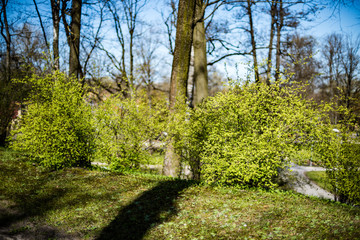 Misty morning in the woods