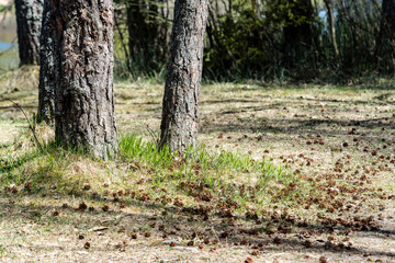Misty morning in the woods