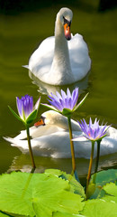 Obraz premium image of swans and lotus on a river close-up