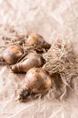 Narcissus bulb on the packing brown paper