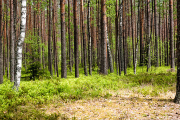 Obraz premium Misty morning in the woods