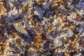 leaves at the earth in harmonic pattern