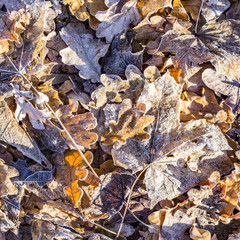 leaves at the earth in harmonic pattern