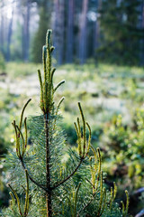 Misty morning in the woods