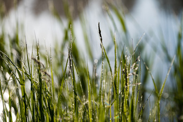 Spring first fresh green grass in the sunshine with a drop of dew.