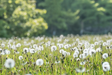 草原に揺れるタンポポの綿毛 / 北海道の風景