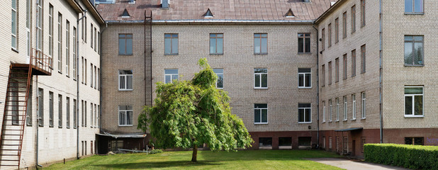 The lonely tree grows on a green lawn of the courtyard of old white brick mass production  school.