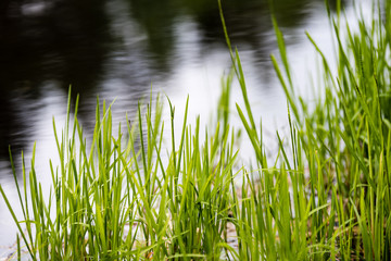 Obraz premium Spring first fresh green grass in the sunshine with a drop of dew.
