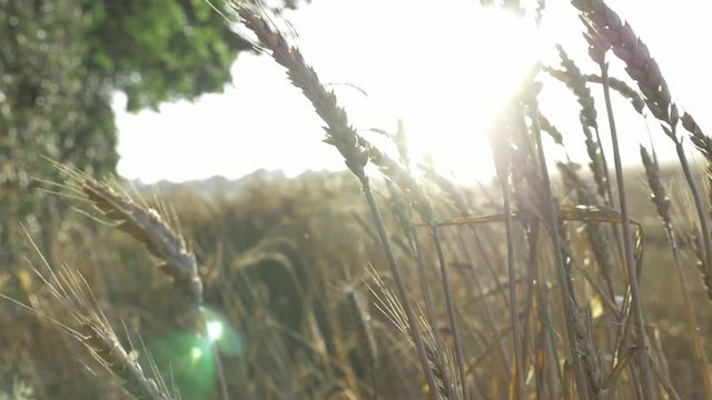 champ flare slow mo