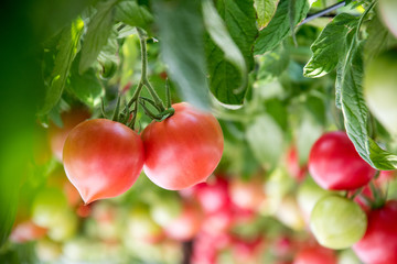 真っ赤に実ったトマト / ハウス栽培のイメージ 北海道にて