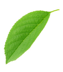 Fototapeta premium Cherry leaf isolated on a white