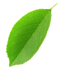 Cherry leaf isolated on a white