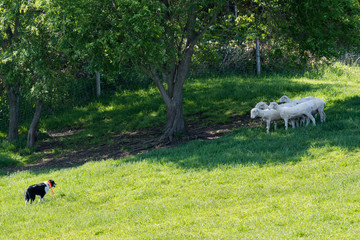 羊を誘導する牧羊犬 / 北海道の牧場