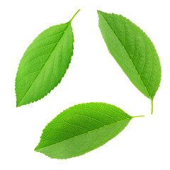 Set of cherry leaves isolated on a white