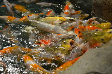 Obraz na płótnie Canvas Fancy carp or Koi fish swimming at pond