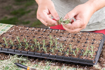 Propagating small rosemary plants with growth hormone in the container