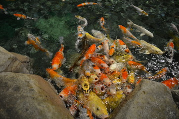 Fancy carp or Koi fish swimming at pond
