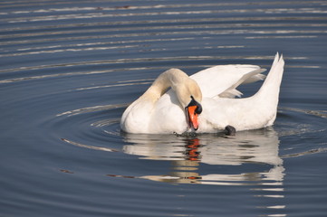 Weißer Schwan bei Morgenhygiene