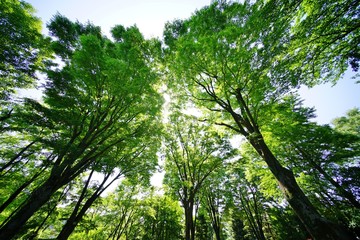 緑の木々