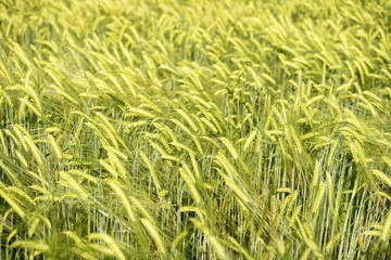 Barley field with gold light in Hallertau (Bayern, Germany)