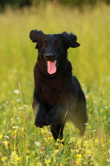 Flat coated retriever dog running through the meadow