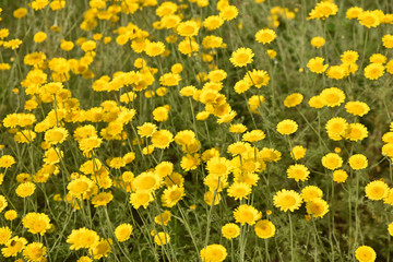 Anthémis des teinturiers au jardin au printemps