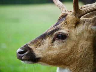 Cerf axis