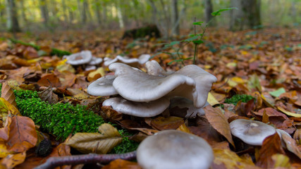 Pilze im Wald