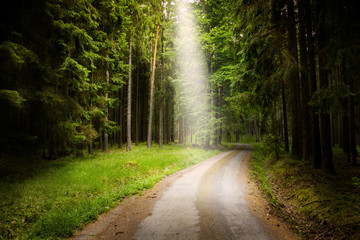 Fototapeta premium Forest road