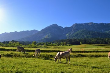 Fototapeta na wymiar Kühe auf Wiese in den Alpen