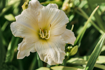 White lily