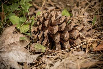 Pine Cone