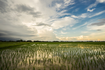 Fototapeta na wymiar Beautiful sky sunset behind rice field.