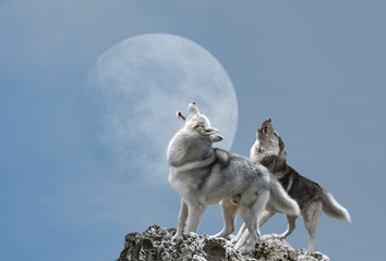 Een paar wolven die hun melancholische lied zingen voor de maan