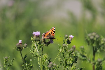 un Papillon très coloré qui se nourrit sur une feuille dans la nature