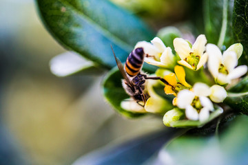 Bee on flower
