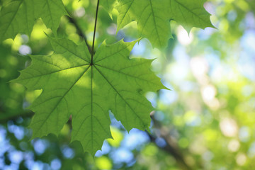 свежий зеленый лист клена крупным планом