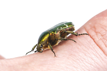 Rose chafer (Cetonia aurata) on people hand