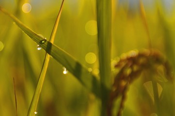 稲に雨
