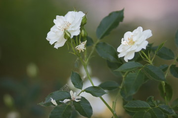 Beautiful flowers in the virgin forest