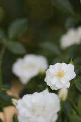 Beautiful flowers in the virgin forest