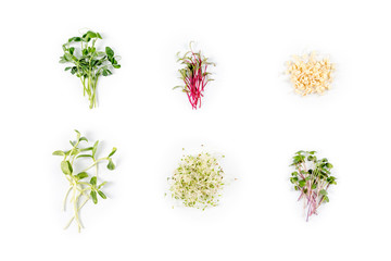 Different types of micro greens on white background. Healthy eating concept of fresh garden produce organically grown as a symbol of health and vitamins from nature. Microgreens closeup. - obrazy, fototapety, plakaty