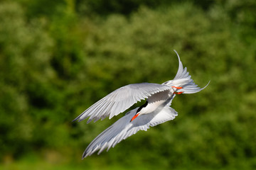 Common tern with out stretched wings diving for fish