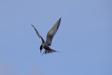 Fototapeta na wymiar Common tern hovering in flight whilst searching for fish