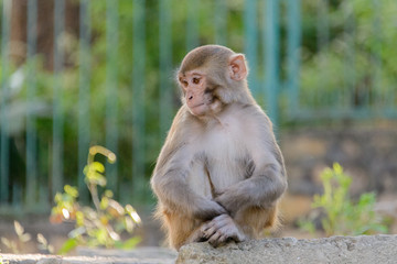 Monkey in Kathmandu, Nepal