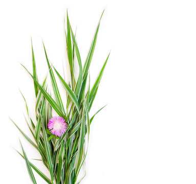 a bouquet of green striped decorative grass phalaris with flower cornflower on white background with space for text, top view