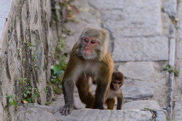 Monkey in Kathmandu, Nepal