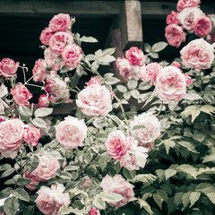 Blooming rose bushes close up