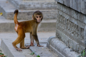 Monkey in Kathmandu, Nepal